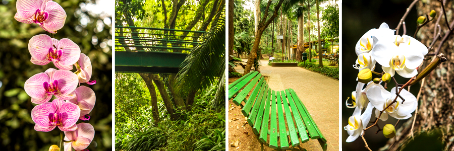 Mosaico com quatro fotografias sendo a primeira de flores cor de rosa com listras finas amareladas, a segunda de uma ponte de metal verde entre as árvores, a terceira de um banco de madeira verde com o chão de tijolos bege com grama e árvores nas laterais, e a quarta de flores brancas com o miolo amarelo em galhos marrom escuro.